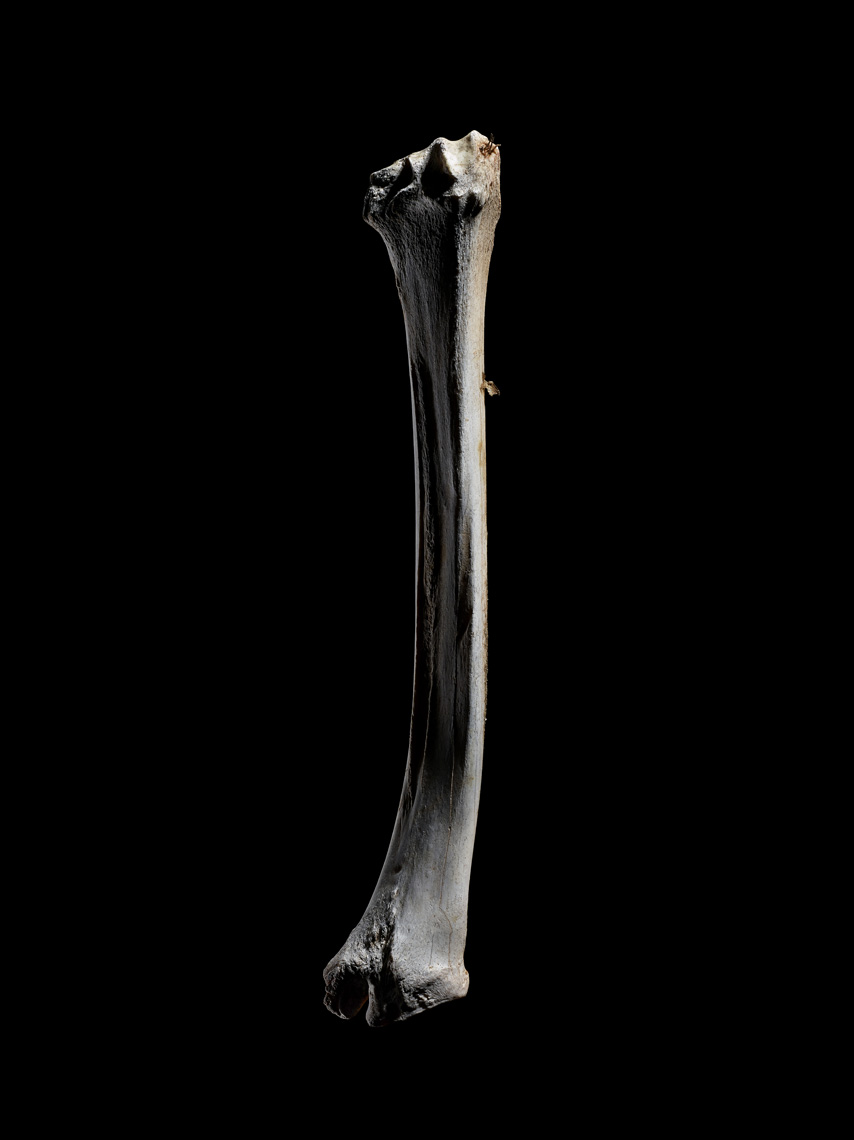 Bone4