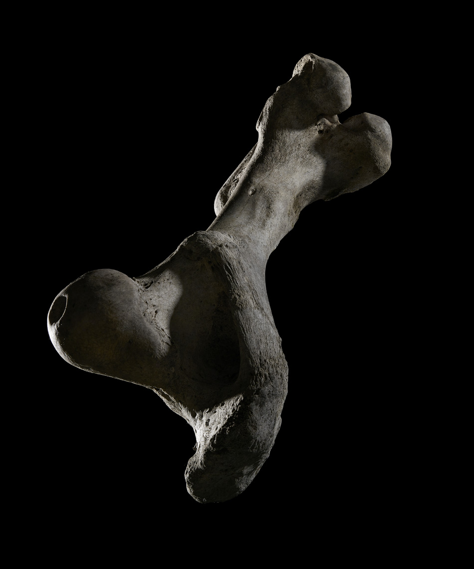 Bone9