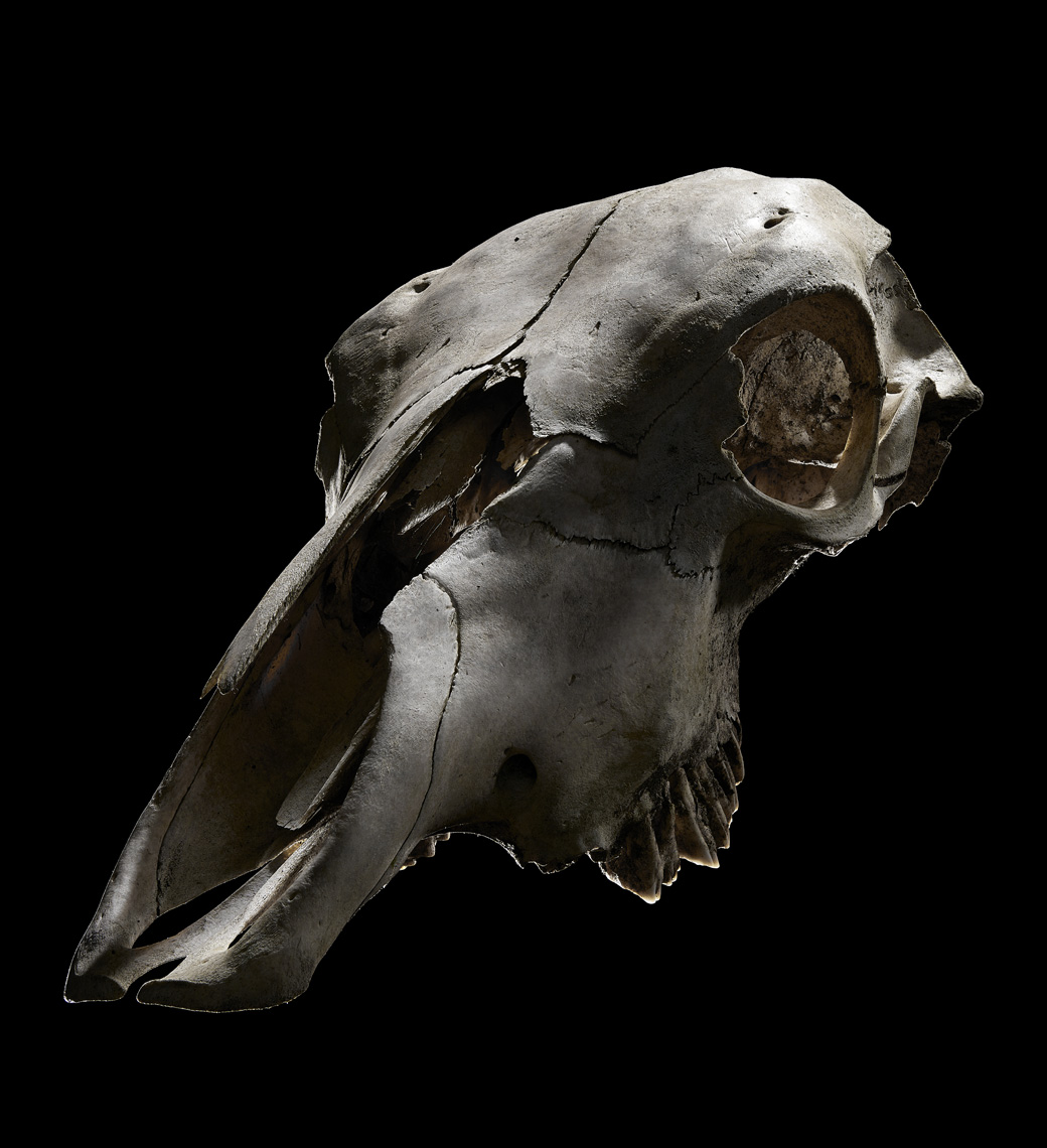 Bone7